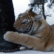 Il Ragazzo e la Tigre - galeria zdjęć - filmweb