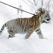 Il Ragazzo e la Tigre - galeria zdjęć - filmweb