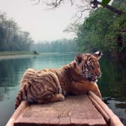 Il Ragazzo e la Tigre - galeria zdjęć - filmweb
