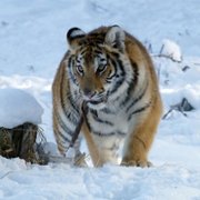 Il Ragazzo e la Tigre - galeria zdjęć - filmweb