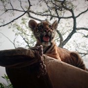 Il Ragazzo e la Tigre - galeria zdjęć - filmweb