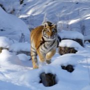 Il Ragazzo e la Tigre - galeria zdjęć - filmweb