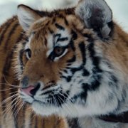 Il Ragazzo e la Tigre - galeria zdjęć - filmweb