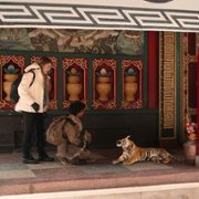Il Ragazzo e la Tigre - galeria zdjęć - filmweb