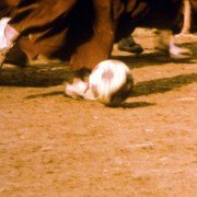 Phörpa - galeria zdjęć - filmweb