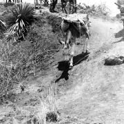 The Treasure of the Sierra Madre - galeria zdjęć - filmweb