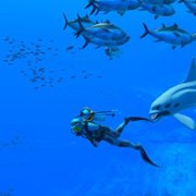 Endless Ocean Luminous - galeria zdjęć - filmweb