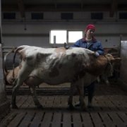 Héraðið - galeria zdjęć - filmweb