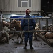 Héraðið - galeria zdjęć - filmweb