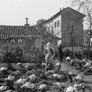 Miracolo a Milano - galeria zdjęć - filmweb