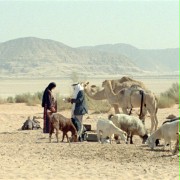 Beduin - galeria zdjęć - filmweb