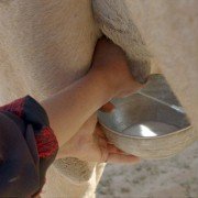 Beduin - galeria zdjęć - filmweb