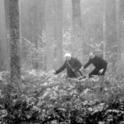 Las - galeria zdjęć - filmweb
