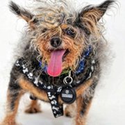 Pet Stars - galeria zdjęć - filmweb