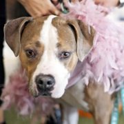 Pet Stars - galeria zdjęć - filmweb