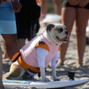 Pet Stars - galeria zdjęć - filmweb