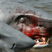 2-Headed Shark Attack - galeria zdjęć - filmweb