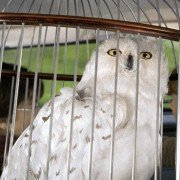 Harry Potter and the Chamber of Secrets - galeria zdjęć - filmweb