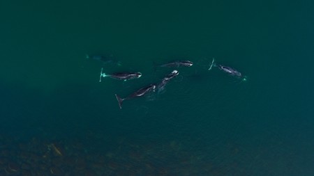 Pieśni wielorybów - galeria zdjęć - filmweb