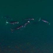 Les gardiennes de la planète - galeria zdjęć - filmweb