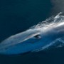 Pieśni wielorybów - galeria zdjęć
