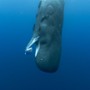 Pieśni wielorybów - galeria zdjęć