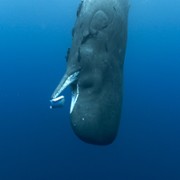 Pieśni wielorybów - galeria zdjęć - filmweb