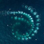 Les gardiennes de la planète - galeria zdjęć - filmweb