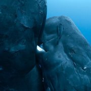 Les gardiennes de la planète - galeria zdjęć - filmweb