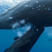 Les gardiennes de la planète - galeria zdjęć - filmweb