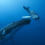 Les gardiennes de la planète - galeria zdjęć - filmweb