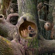 Samorost - galeria zdjęć - filmweb