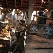 Sibir. Monamur - galeria zdjęć - filmweb