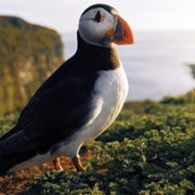Wild Isles - galeria zdjęć - filmweb