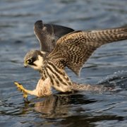 Wild Isles - galeria zdjęć - filmweb