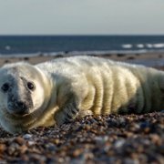 Wild Isles - galeria zdjęć - filmweb
