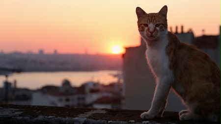Kedi sekretne życie kotów - galeria zdjęć - filmweb