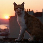Kedi - galeria zdjęć - filmweb