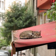 Kedi sekretne życie kotów - galeria zdjęć - filmweb