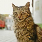 Kedi - galeria zdjęć - filmweb