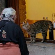 Kedi - galeria zdjęć - filmweb