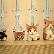 Kedi - galeria zdjęć - filmweb