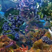 The Reef 2: High Tide - galeria zdjęć - filmweb