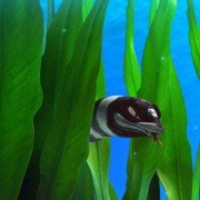 The Reef 2: High Tide - galeria zdjęć - filmweb