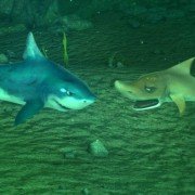The Reef 2: High Tide - galeria zdjęć - filmweb
