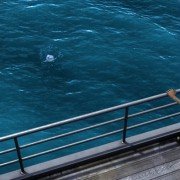The Reef 2: High Tide - galeria zdjęć - filmweb