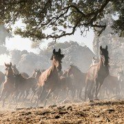 Ostwind - Aris Ankunft - galeria zdjęć - filmweb