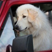 Szajbus i pingwiny - galeria zdjęć - filmweb