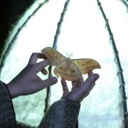 Teah - galeria zdjęć - filmweb