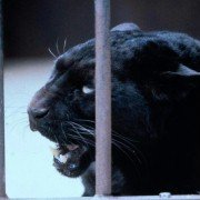 Ludzie-koty - galeria zdjęć - filmweb